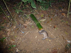 Cricetomys emini
