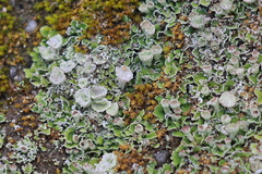 Cladonia asahinae