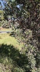 Leucadendron macowanii, photograph (c) Caroline Voget, some rights reserved (CC BY)