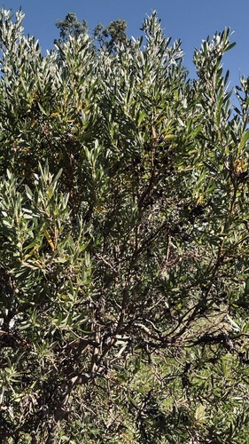 Leucadendron macowanii, photograph 4