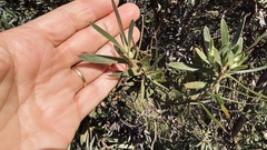 Leucadendron macowanii, photograph (c) Caroline Voget, some rights reserved (CC BY)