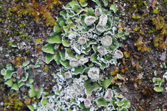 Cladonia asahinae