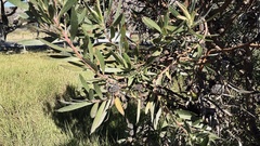 Leucadendron macowanii, photograph (c) Caroline Voget, some rights reserved (CC BY)