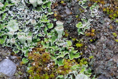 Cladonia asahinae