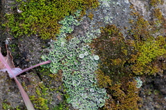 Cladonia asahinae