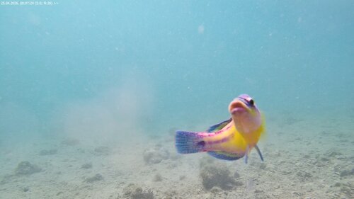 Symphodus tinca