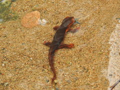 Taricha sierrae
