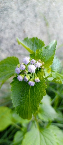 billygoat weed