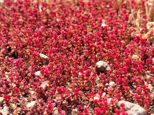 Mossy Stonecrop