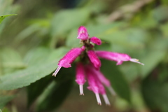 Salvia iodantha
