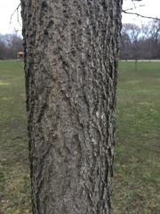 Podosphaera phytoptophila