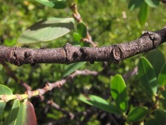 Paratachardina pseudolobata