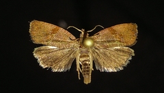 Evora hemidesma