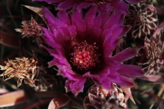 Ferocactus latispinus