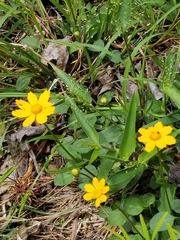 Coreopsis auriculata