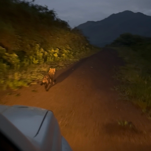 Spotted Hyena