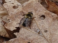 Criorhina