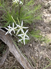 Amsonia longiflora