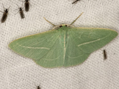 Chlorocoma stereota