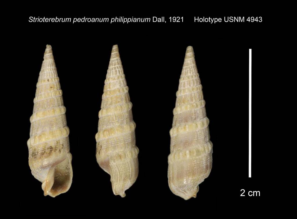 Neoterebra hemphilli