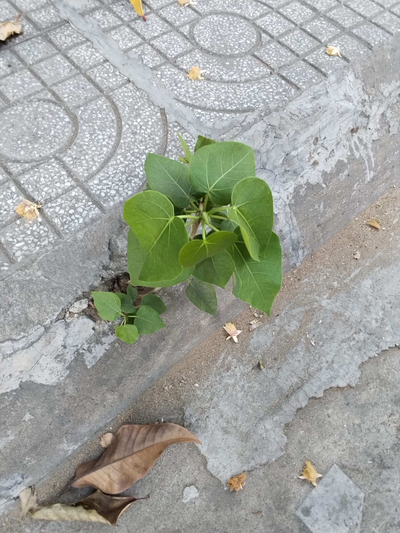 Lâm vồ (Ficus rumphii)