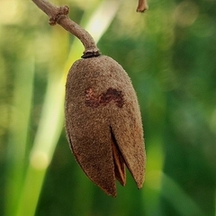 Luehea paniculata