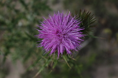 Angiospermae
