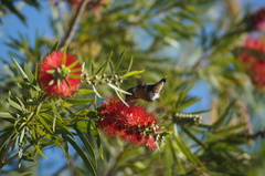 Calliphlox amethystina