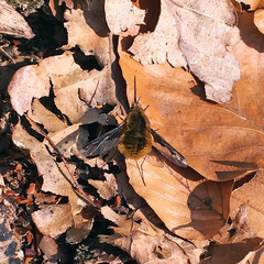 Bombylius major