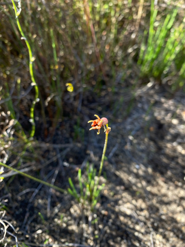 Tulbaghia alliacea