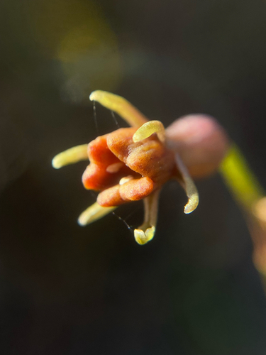 Tulbaghia alliacea, photograph 2