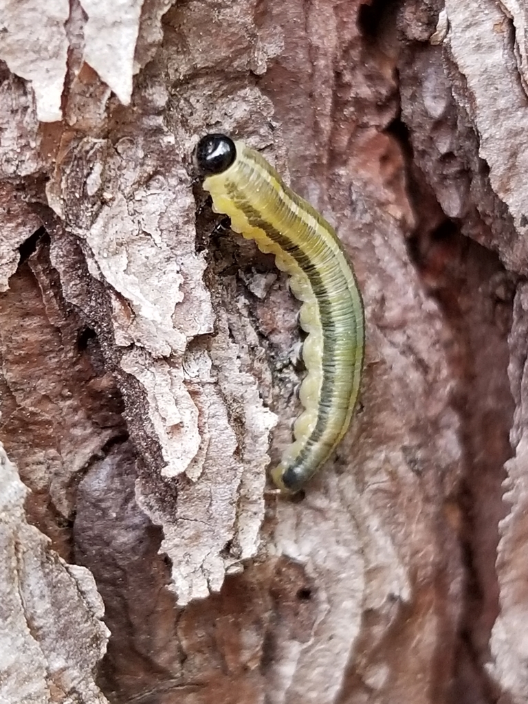 Neodiprion abbotii