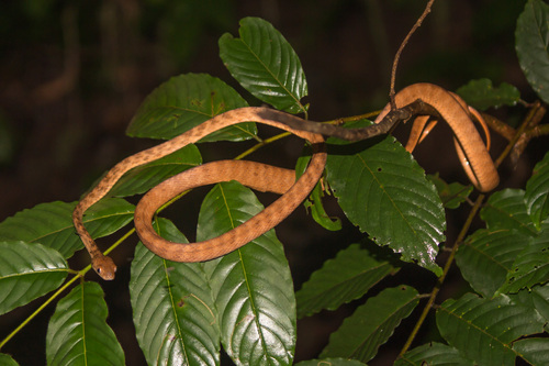 Photo of a Andaman Cat Snake (Boiga andamanensis)