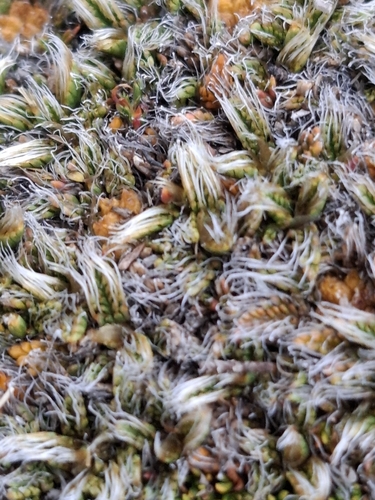 Anisotome imbricata observed 2026-04-25