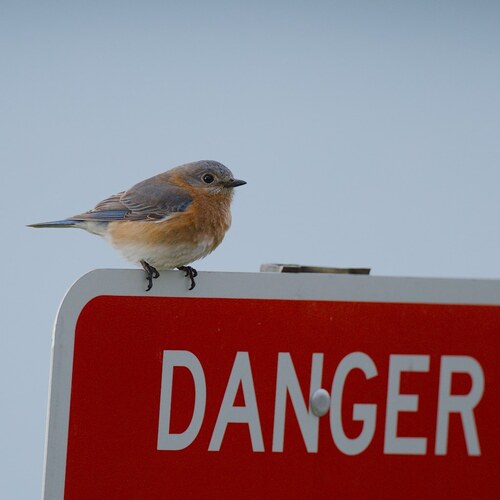 Eastern Bluebird photographed in Illinois
