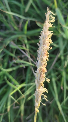 Water Grass