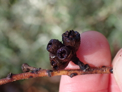 Eucalyptus nitens