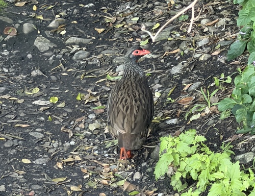 Red-necked Spurfowl (Pternistis afer), photo 7