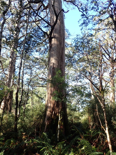 Eucalyptus nitens, photograph 3