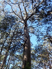 Eucalyptus nitens, photograph (c) Nina Kerr, some rights reserved (CC BY)