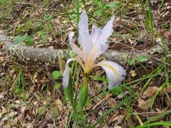 Iris hartwegii