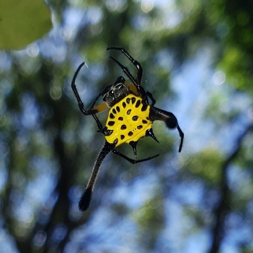 Gasteracantha remifera