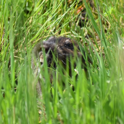 Camas Pocket Gopher