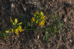 Medicago falcata
