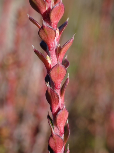 Epacris celata
