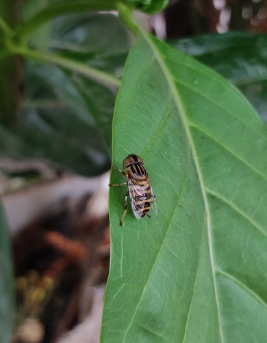 Big-headed Lagoon Fly