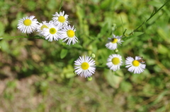 Matricaria