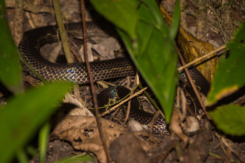 Andaman Krait