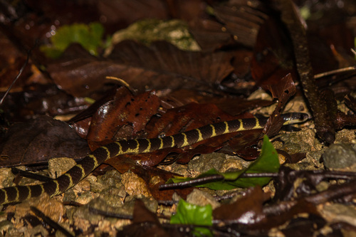 Andaman Krait