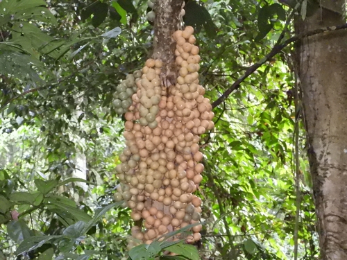 Baccaurea lanceolata observed 2026-04-27